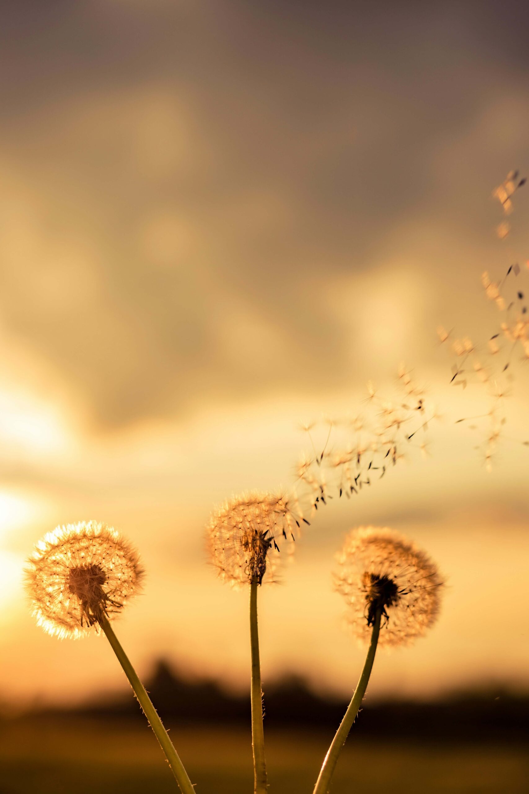 3 dandelions in sunset middle one blowing in the wind